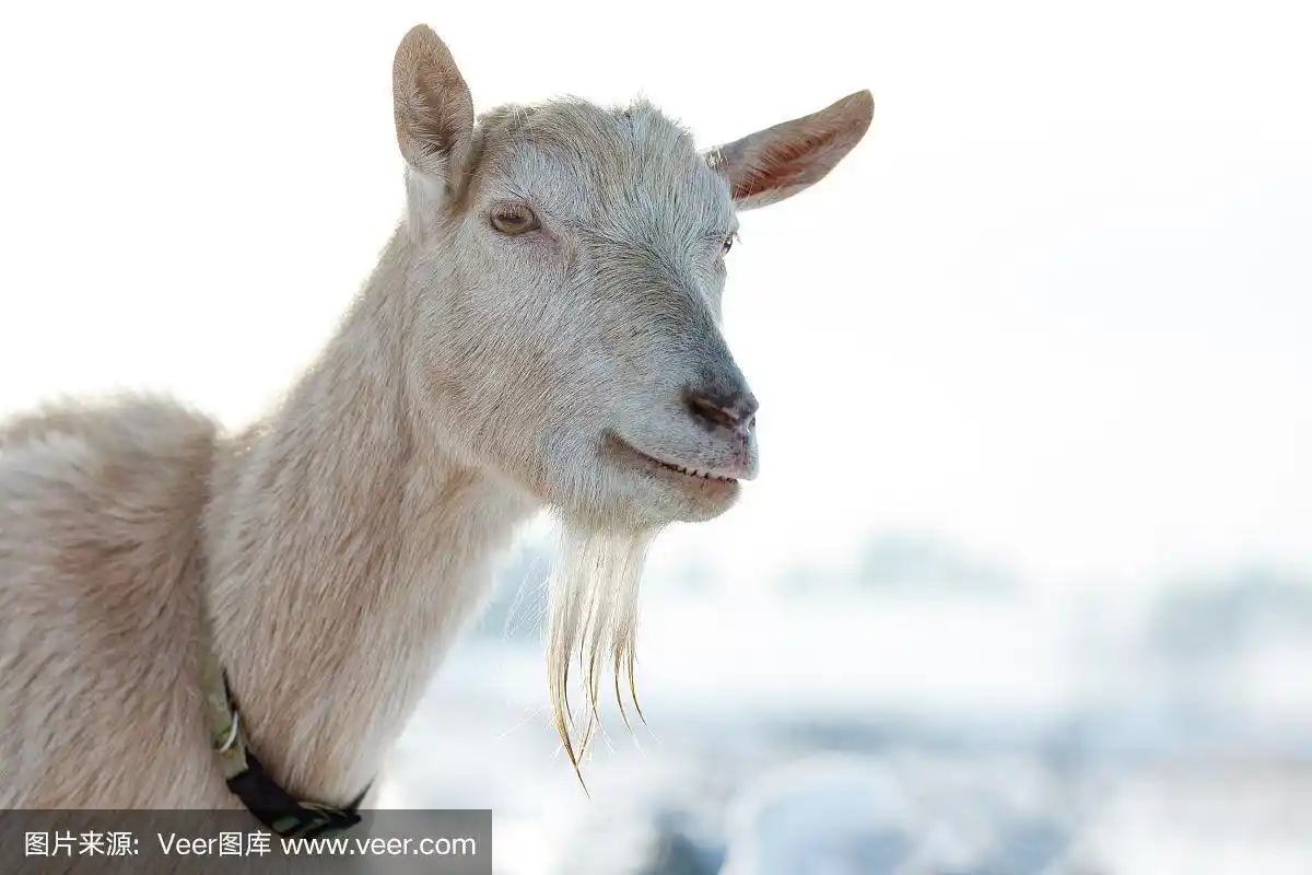 山羊在冬天的雪景上长着长长的胡子