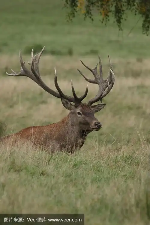 捷克共和国草原上的欧洲马鹿