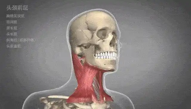 颈部的运动模式