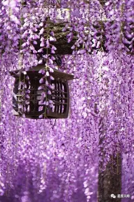 星座天眼4月12日周五十二星座运势远远传来一阵和煦的微风