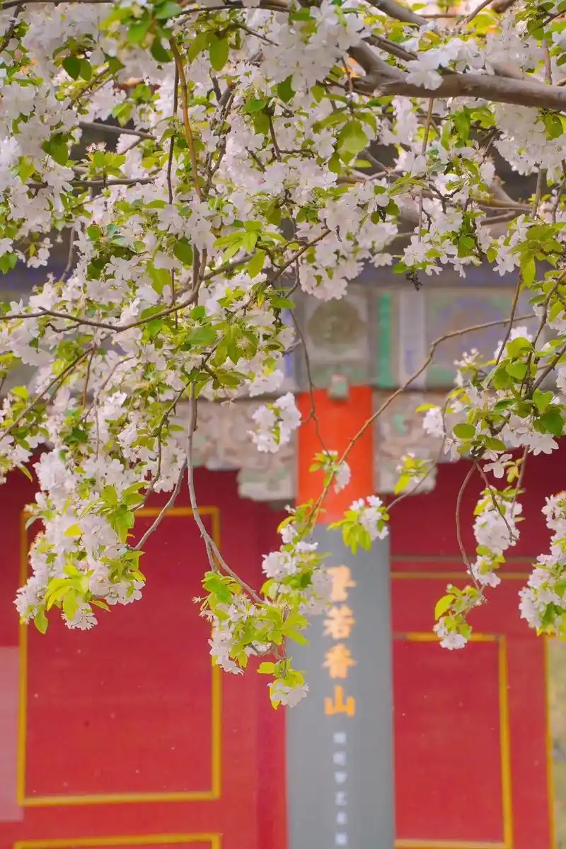 海棠未雨,梨花先雪,一半春休.北京的春天已经过去一半了,故宫 - 抖音