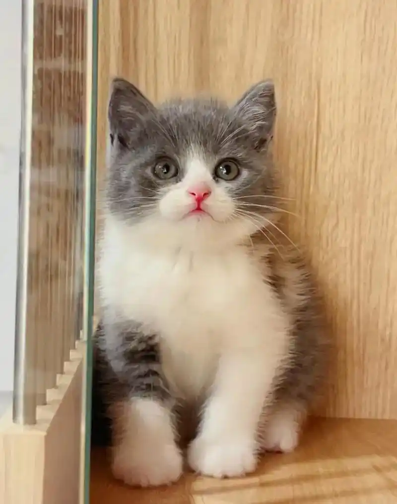 99990.英短蓝白幼猫,已经两个多月 - 抖音
