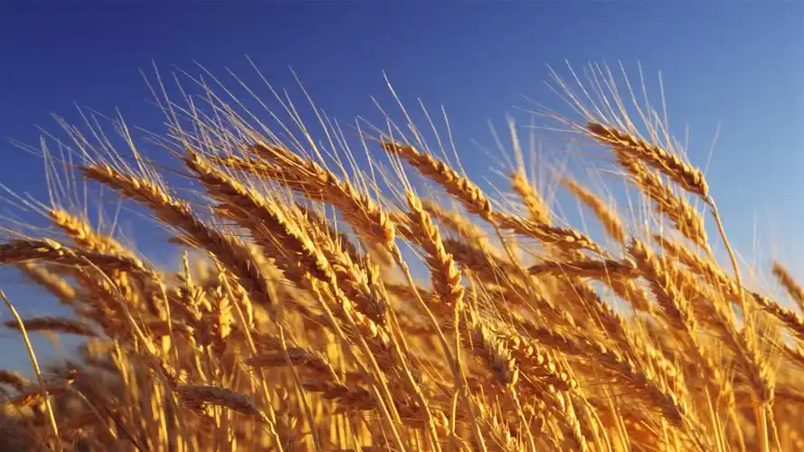 秋季果实大丰收高清电脑桌面主题壁纸图片下载(4)