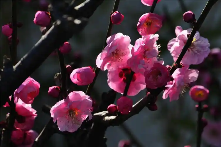 01 seciso:200曝光补偿:0 ev【梅花】 第 2 幅梅花查看大图曝光:1/200