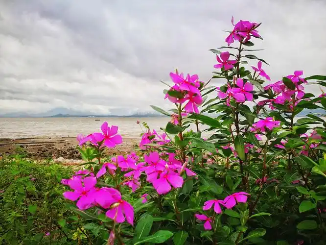 海边的花树 - 花粉随手拍路上风景 花粉俱乐部
