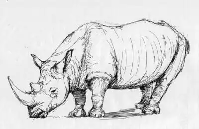 犀牛速写