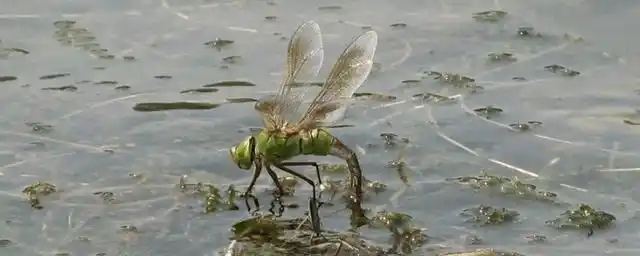 蜻蜓点水是蜻蜓在干什么