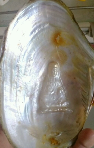 男子河边捡到一个观音菩萨贝壳专家鉴定后表示第一次见