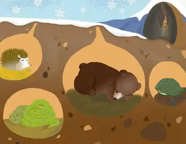 冬眠时间几月到几月