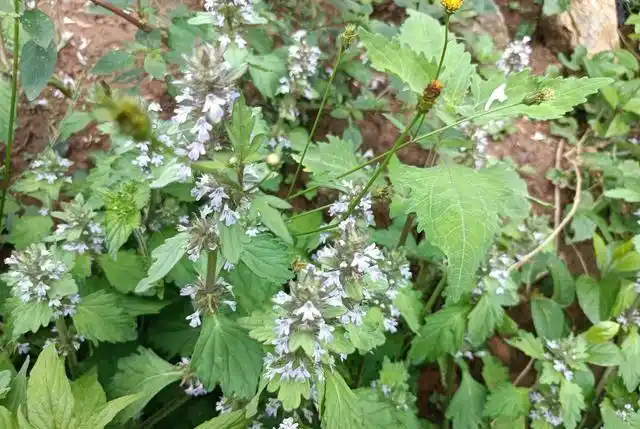 图片来源原创在过去,白毛夏枯草的嫩叶也可以做野菜吃,可采来炒食,做
