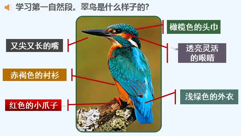 语文人教版三年级下册翠鸟课件pptx