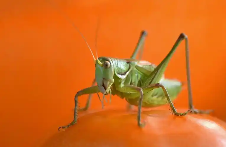 冬季里的鸣虫蝈蝈