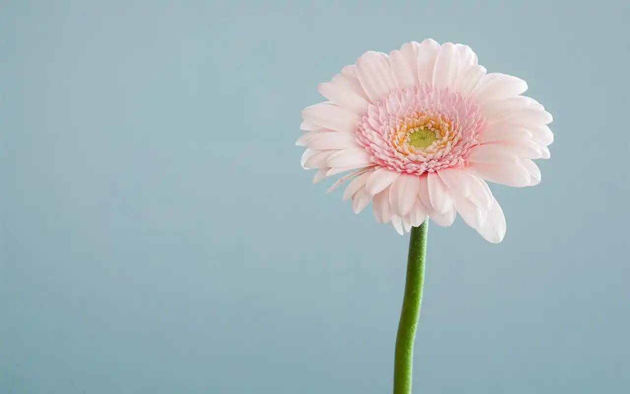 简约小清新花卉图片桌面壁纸,风景壁纸,唯美,小清新,简约,花卉,风景