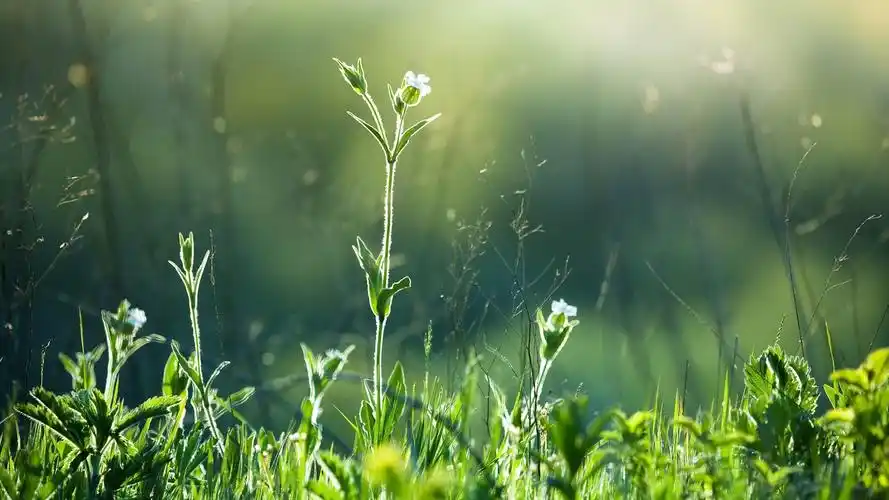 风景大片春天壁纸