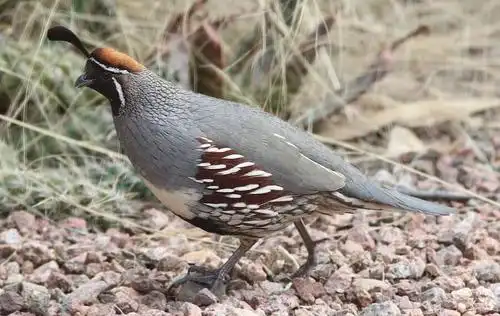 the complete guide to raising quail