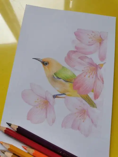 彩铅画绣眼鸟与山樱