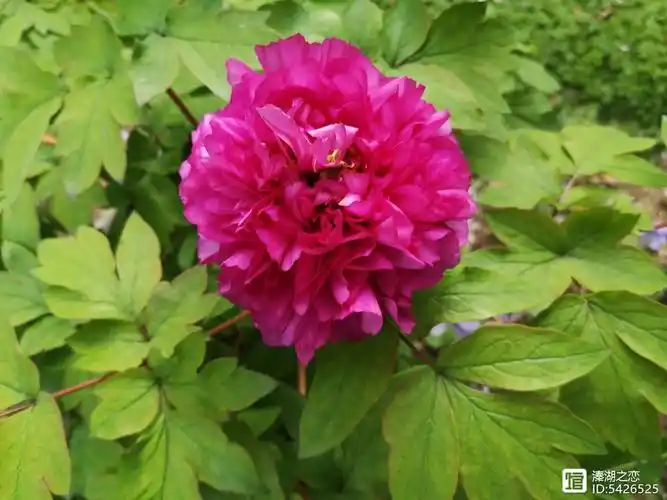 摄影:牡丹(洛阳红开了)