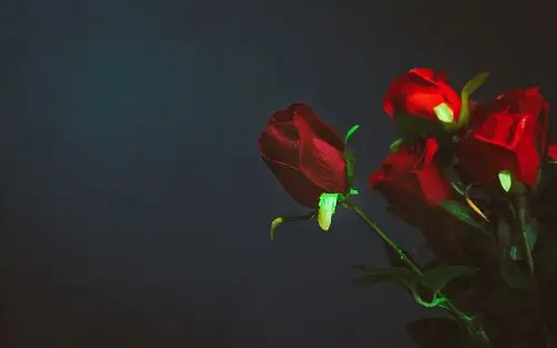 娇艳似火的红玫瑰电脑壁纸