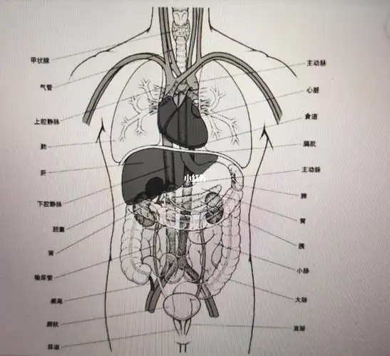 身体各个器官的位置