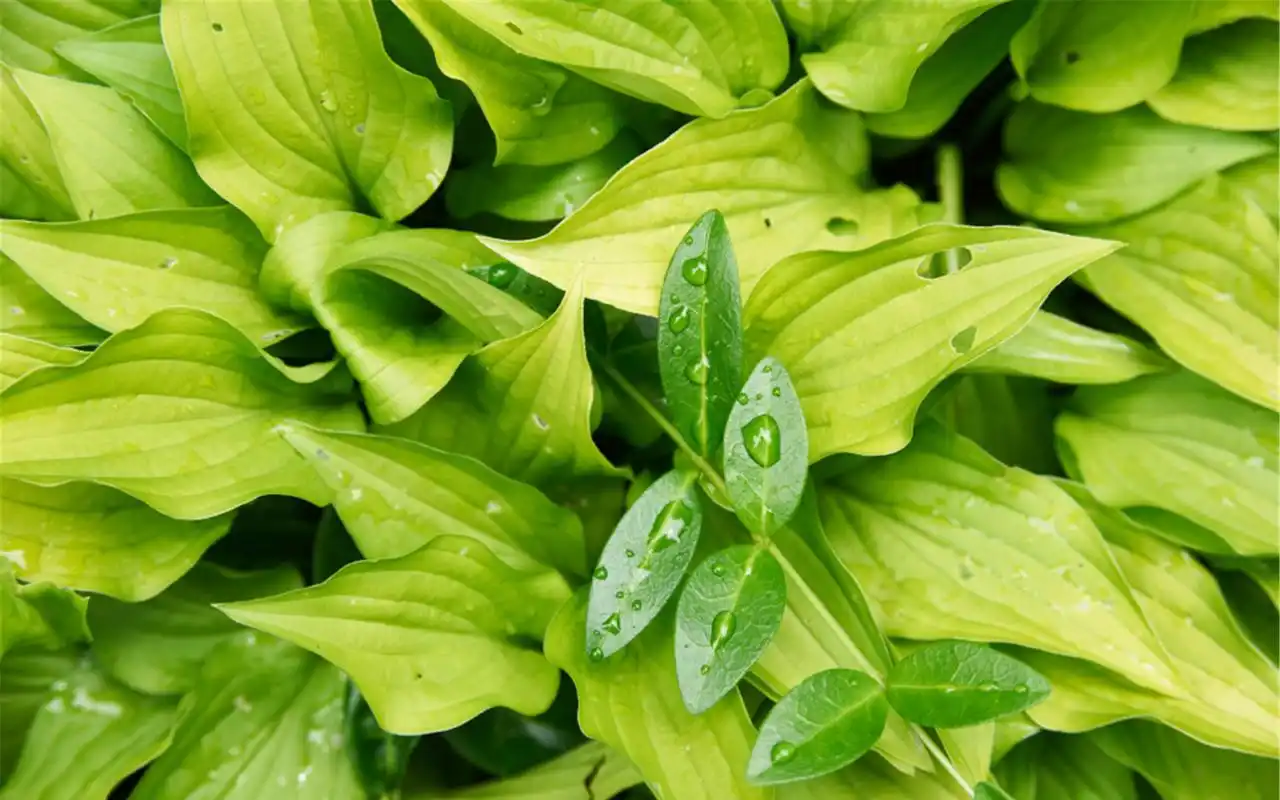 精选高清绿植护眼电脑桌面壁纸