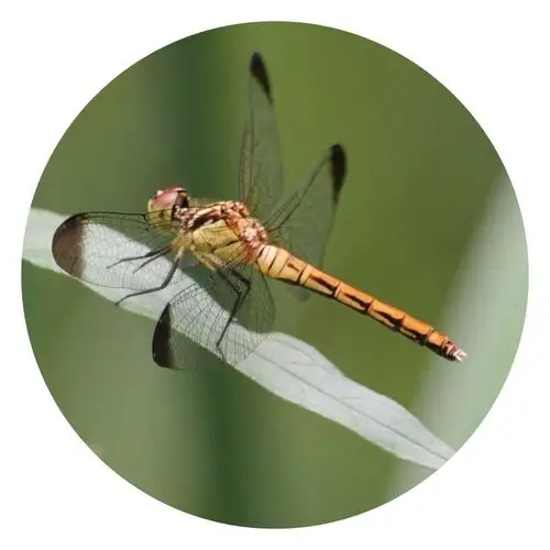 蜻蜓～小蜻蜓,大眼睛,翅膀透明身体轻,飞到西来飞到东,辛勤劳动捉害虫