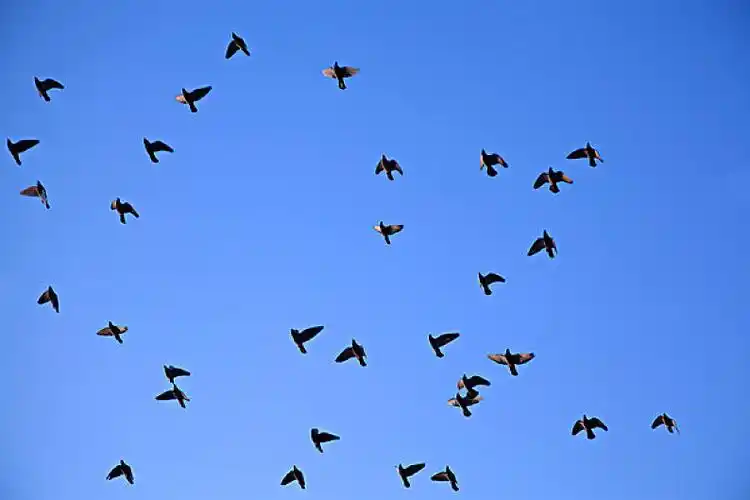 天空中成群的鸟儿在展翅飞翔