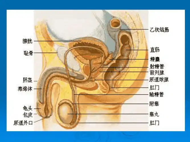 第二章男性生殖器官的结构与功能pptppt