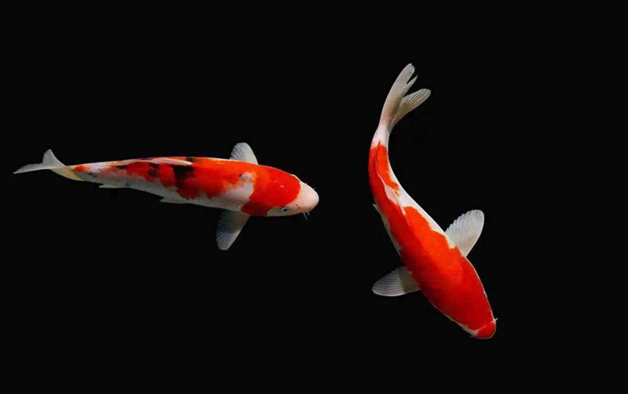 怎么养好锦鲤鱼?