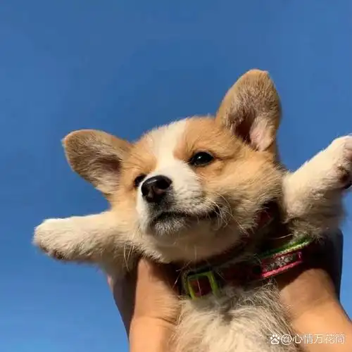 高清狗狗头像 萌98来袭