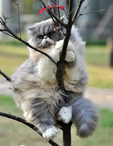 蓝色波斯猫波斯猫起源及外貌特征