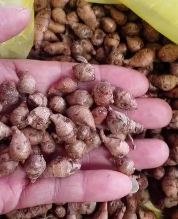 田七叶子的吃法,田七叶子的吃法与禁忌(农村称"刀伤药")