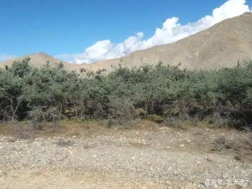 高原守卫者——西藏灌木集锦