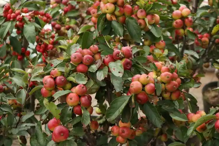 海棠树什么季节修剪?