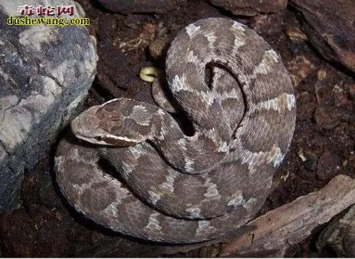 土蝮蛇图片土公蛇图片大全
