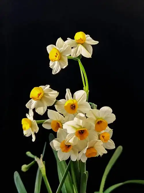 家有水仙在绽放