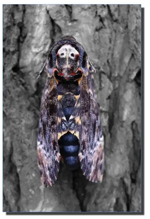 长着鬼脸的蝴蝶?