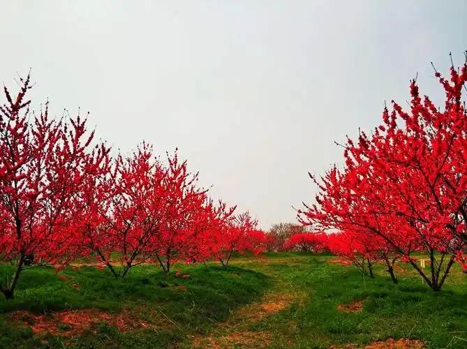 十里桃花香满园