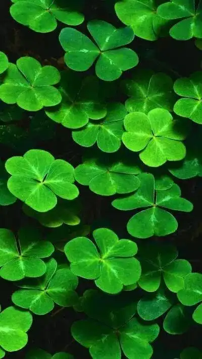 壁纸推荐|绿色护眼,绿意盎然,清新唯美,高清无水印