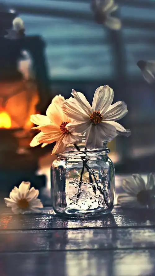 唯美意境,清新,唯美,静物,意境,手机壁纸小清新意境家居静物