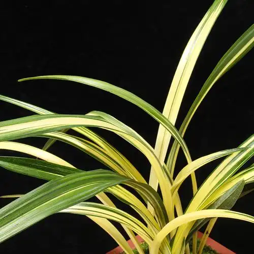 黄金养老 金边中透墨兰兰花盆栽兰草名贵浓香室内好养花卉绿植-mc母婴