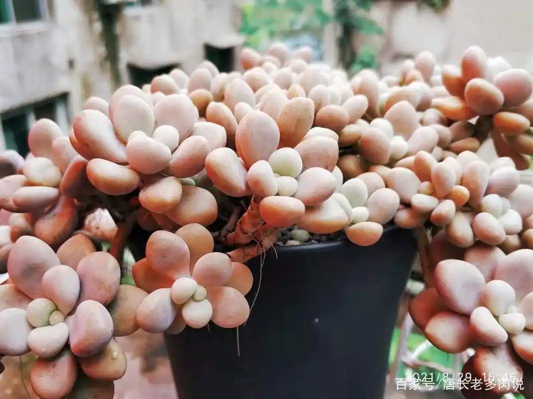 有一种多肉叶片圆乎乎,可以4季露养,又能养成悬崖桩,它叫艾伦