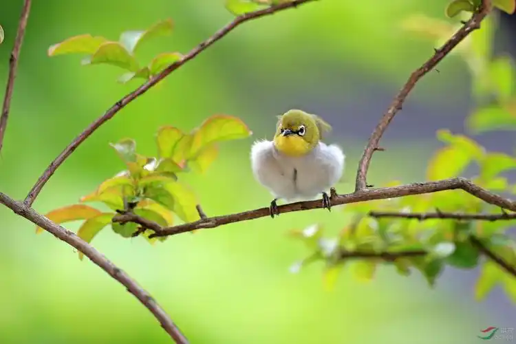 绣眼鸟儿萌萌哒