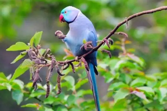 蓝月轮鹦鹉基因变异的月轮鹦鹉通体浅蓝月光色