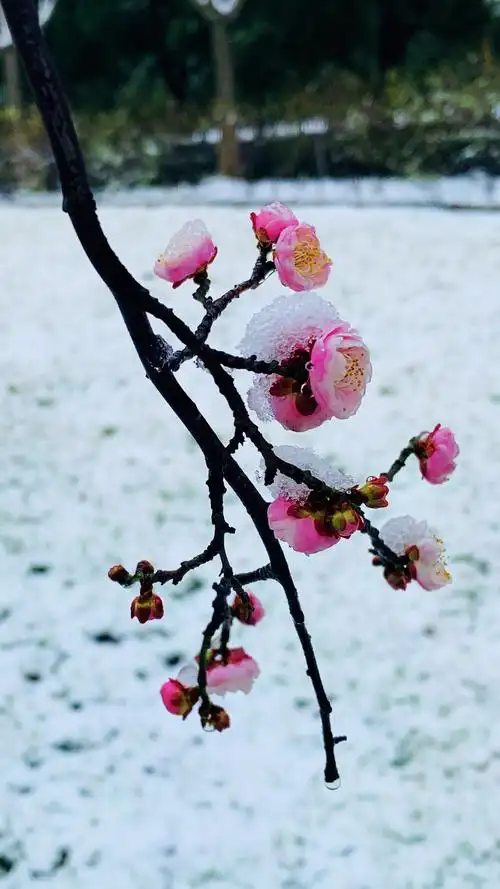 踏雪寻梅,梅花似雪