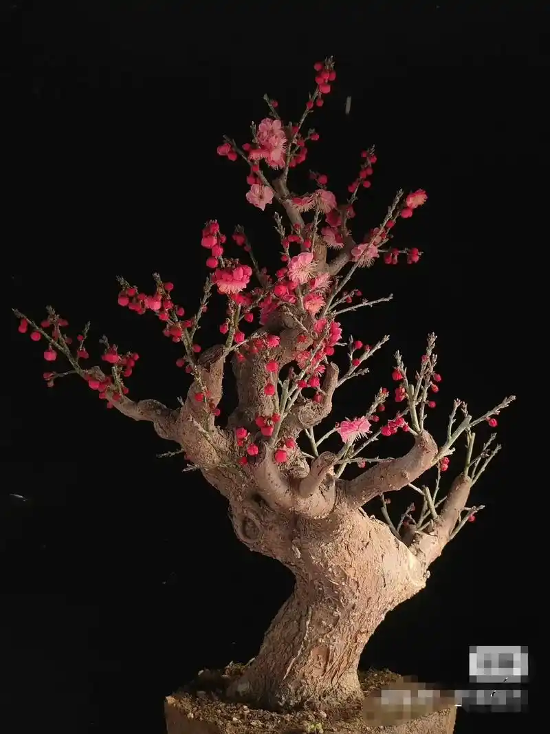 骨里红红梅开花示意图