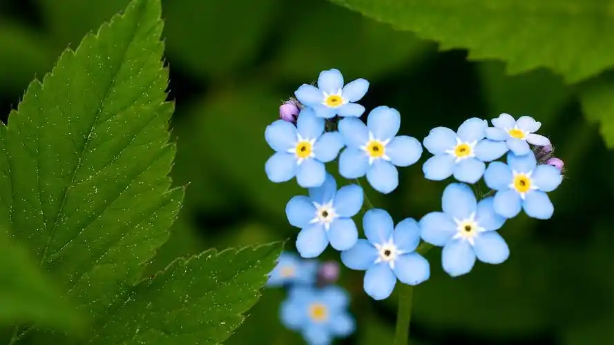 清新淡雅的勿忘我微距摄影高清壁纸