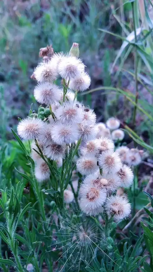 一花一草一世界～小蓬草91