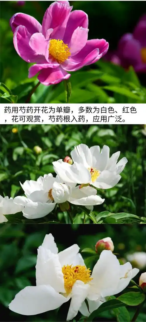 白芍养血软肝