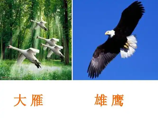 大雁 雄鹰