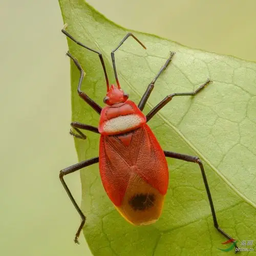 红蝽